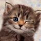 BnLM5's Avatar